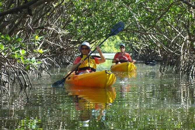 Guided Kayak Dolphin Eco Tour in Pelican Bay - Mangrove channels, birds, and small coastal life