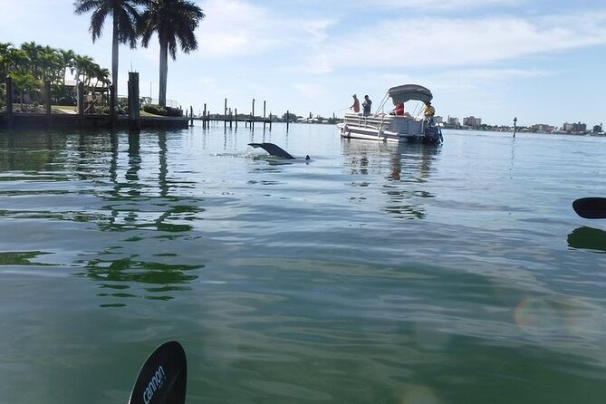Guided Kayak Dolphin Eco Tour in Pelican Bay - Dolphins and manatees in their own habitat