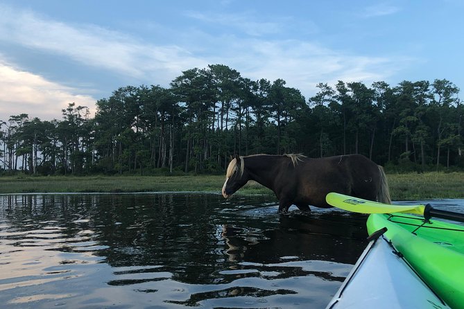 Guided Kayak Tour to see ponies, birds, dolphins and more - Key points before you book