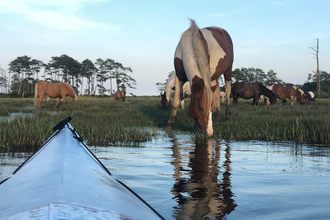Guided Kayak Tour to see ponies, birds, dolphins and more - Why a kayak is a fine way to see Assateague