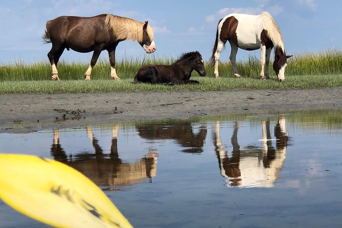 Guided Kayak Tour to see ponies, birds, dolphins and more - Crossing channels and exploring coastal water
