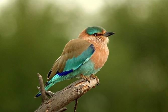 Guided Keoladeo Bird National Park Tour in Bharatpur from Jaipur - Arriving at Keoladeo National Park