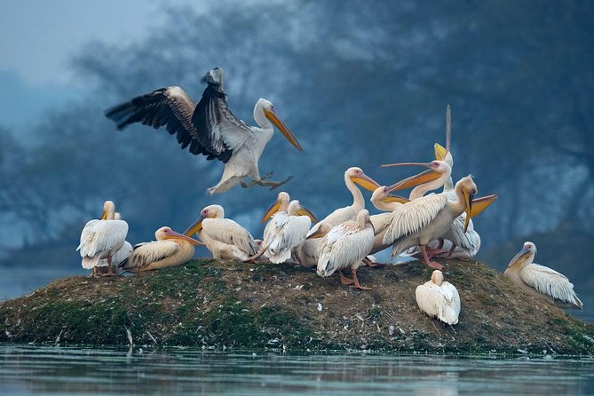 Guided Keoladeo Bird National Park Tour in Bharatpur from Jaipur - What your 2.5 hours in the park feel like