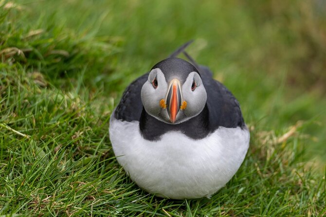 Guided Puffin Safari Boat Tour - Key points at a glance