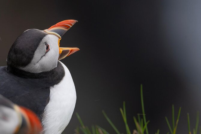 Guided Puffin Safari Boat Tour - Múlafossur Waterfall from below