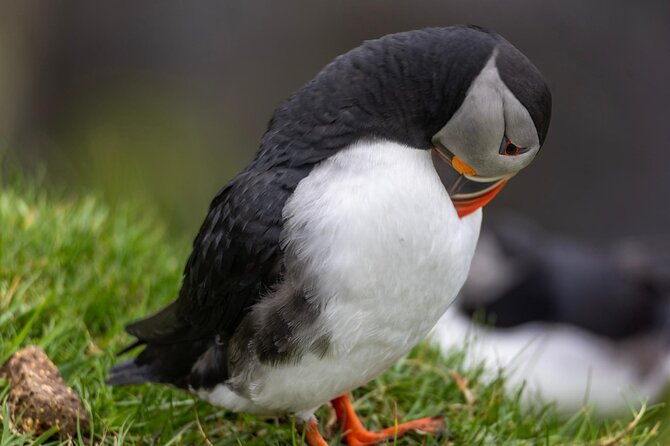 Guided Puffin Safari Boat Tour - Tindhólmur and the main puffin opportunity