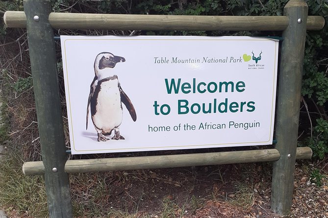 Half day African Penguin Tour - Why this half-day Cape Town tour works