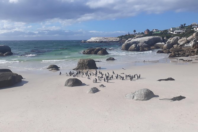 Half day African Penguin Tour - Hout Bay adds history, seals, and a possible market stop