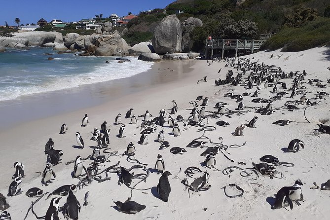Half day African Penguin Tour - Kalk Bay and Muizenberg complete the coastal return