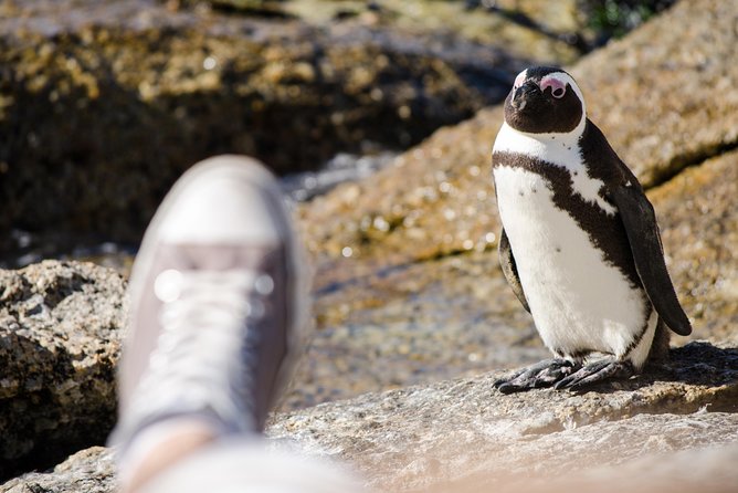 Half day am or pm Boulders Beach & Penguins with visit to Cape Point Great tour - Hout Bay adds a working port to the picture