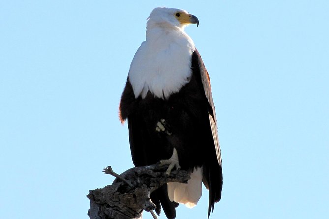 Half-Day Birding Tour of Livingstone - Key details for your morning in Livingstone