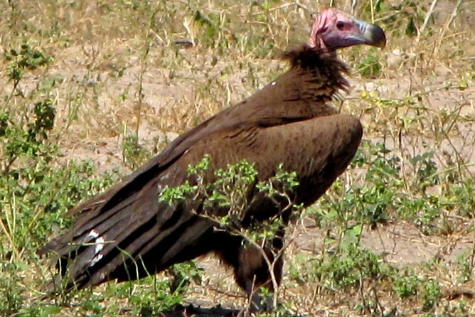 Half-Day Birding Tour of Livingstone - Entering Mosi-oa-Tunya National Park