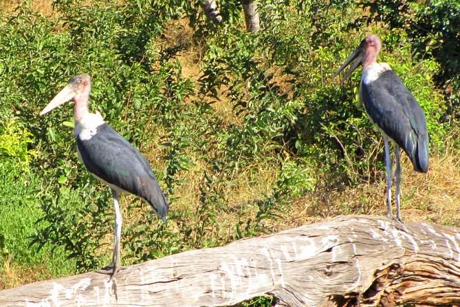 Half-Day Birding Tour of Livingstone - Birds to put on your list