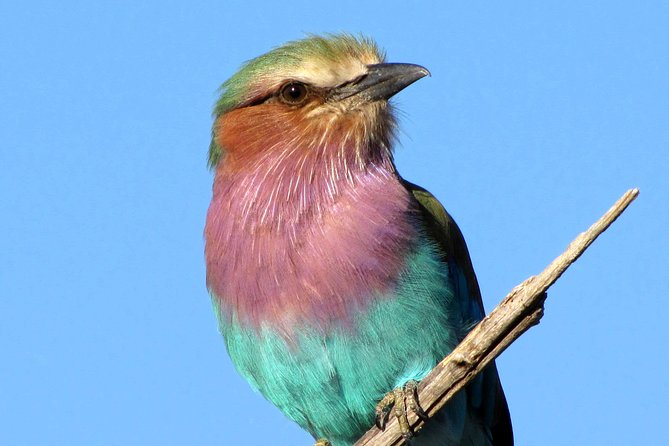 Half-Day Birding Tour of Livingstone - Wildlife beyond the binoculars