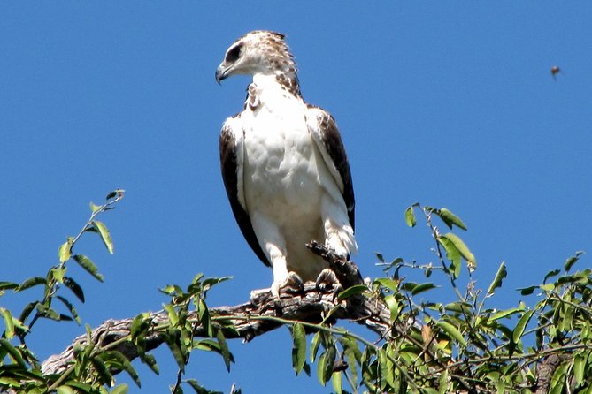 Half-Day Birding Tour of Livingstone - What is included for $90