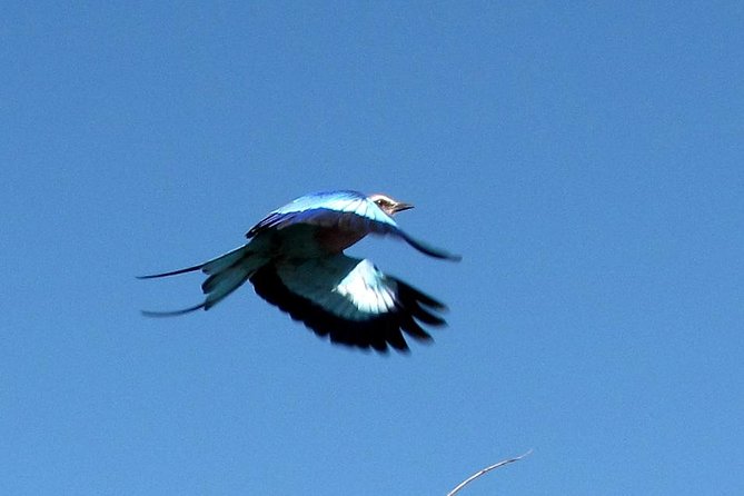 Half-Day Birding Tour of Livingstone - Who will enjoy this morning most