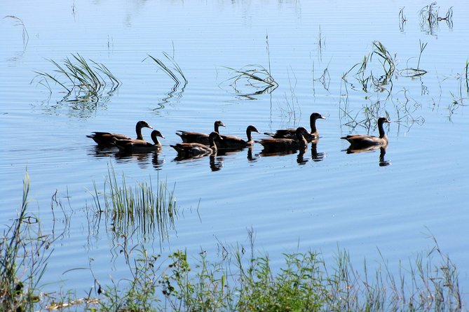 Half-Day Birding Tour of Livingstone - Booking, pickup, and cancellation