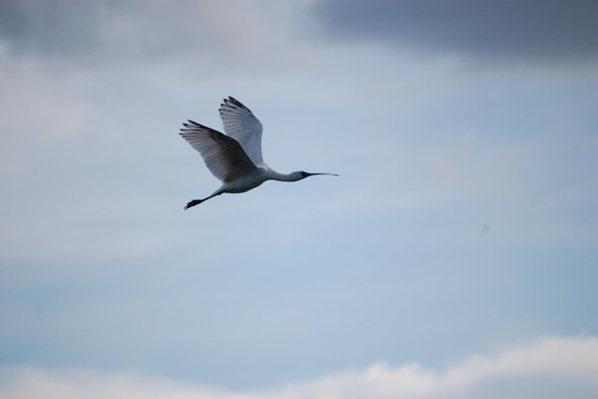 Half-Day Birding Tour of Livingstone - A guide who makes birding easier
