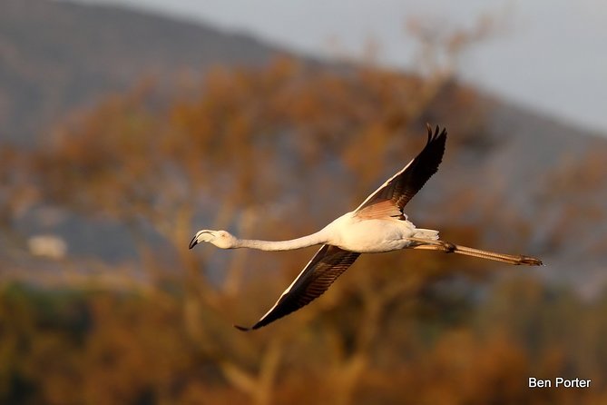 Half-day birdwatching around Faro - A 7:00 am start at A Rocha Life