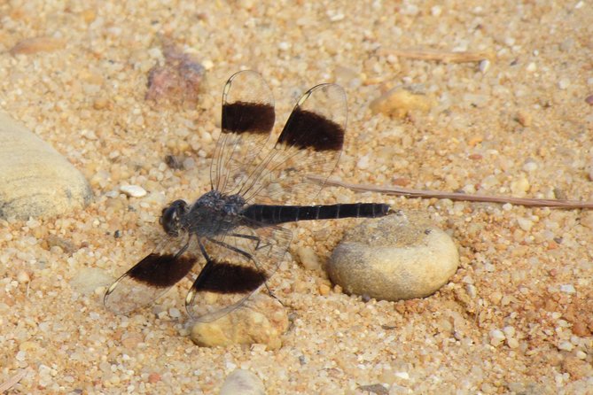 Half-day birdwatching around Faro - More than flamingos: storks, terrapins, and seasonal migrants