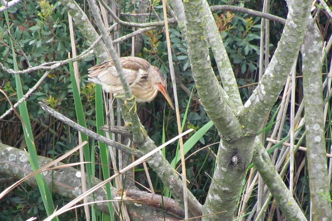 Half-day birdwatching around Faro - How Guillaume shapes the experience