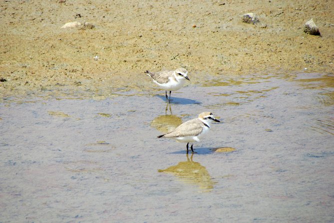 Half-day birdwatching around Faro - What the $98.33 price covers