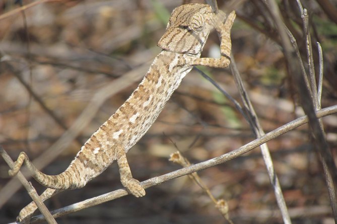 Half-day birdwatching around Faro - Who should book this birdwatching outing