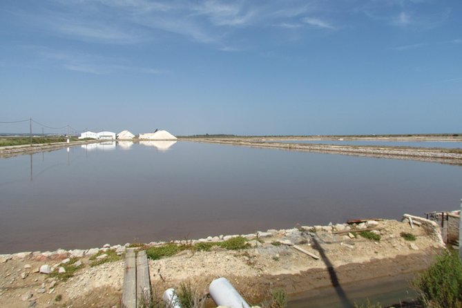 Half-day birdwatching around Tavira - Why the Santa Luzia saltpans make a good birding stop
