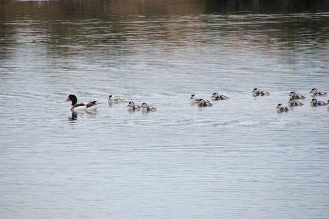 Half-day birdwatching around Tavira - A small group, with enough room to ask questions