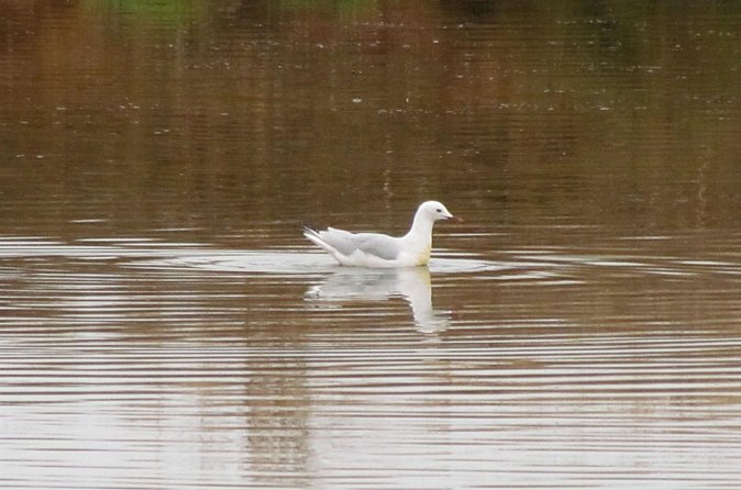 Half-day birdwatching around Tavira - The value of a $120.48 half-day