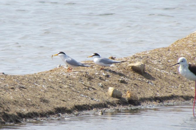 Half-day birdwatching around Tavira - Afternoon timing and weather considerations