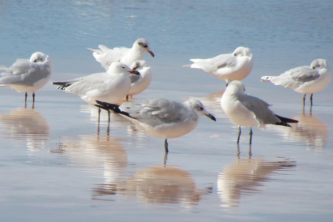 Half-day birdwatching around Tavira - Who will enjoy this birdwatching walk