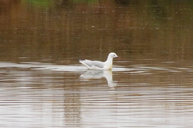 Half-day birdwatching around Tavira - Booking, cancellation, and practical details