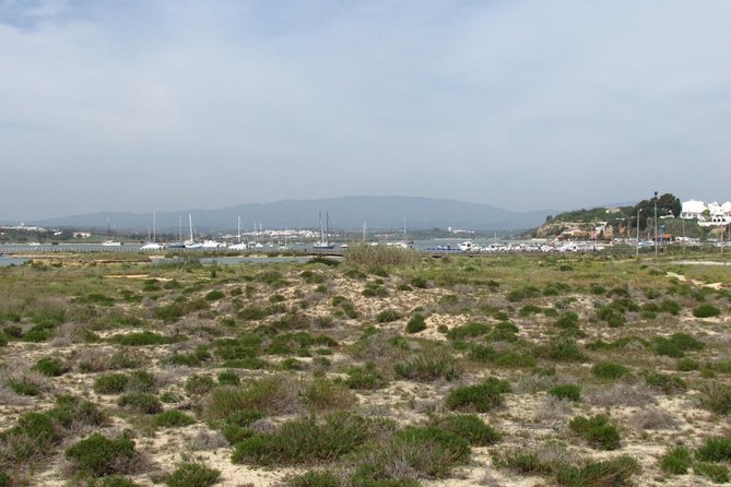 Half-day birdwatching at Alvor dunes - Walking the Alvor dunes at a relaxed pace