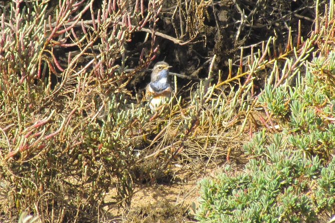 Half-day birdwatching at Alvor dunes - Guillaume’s guiding style