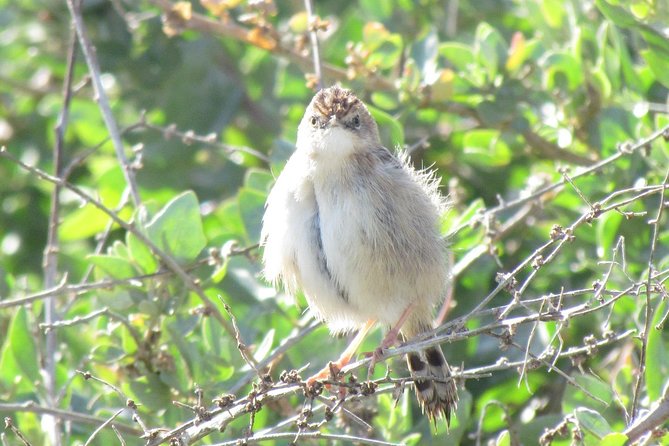 Half-day birdwatching at Alvor dunes - Why the small group and telescope matter
