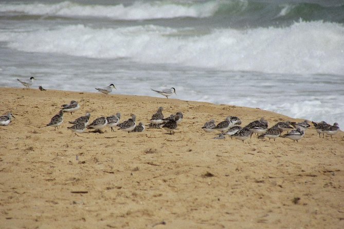 Half-day birdwatching at Alvor dunes - The beach finish and summer swimming option