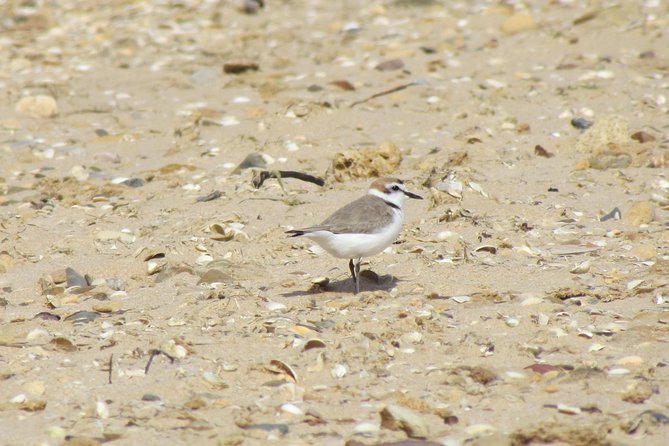 Half-day birdwatching at Alvor dunes - Timing, weather, and practical planning