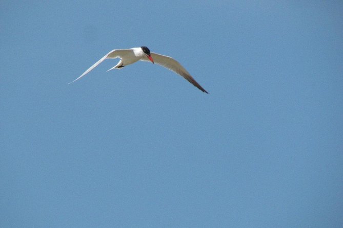Half-day birdwatching at Alvor dunes - What you may see through the telescope