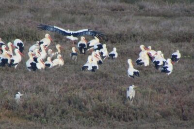 Half-day birdwatching at the Abicada marshed