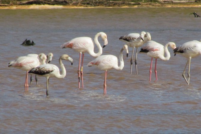 Half-day birdwatching at the Abicada marshed - Who will enjoy this experience most?