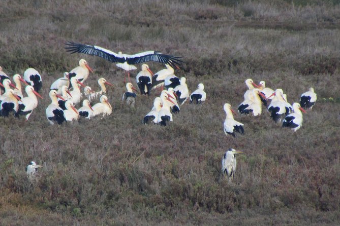 Half-day birdwatching at the Abicada marshed - A small group with personal guiding