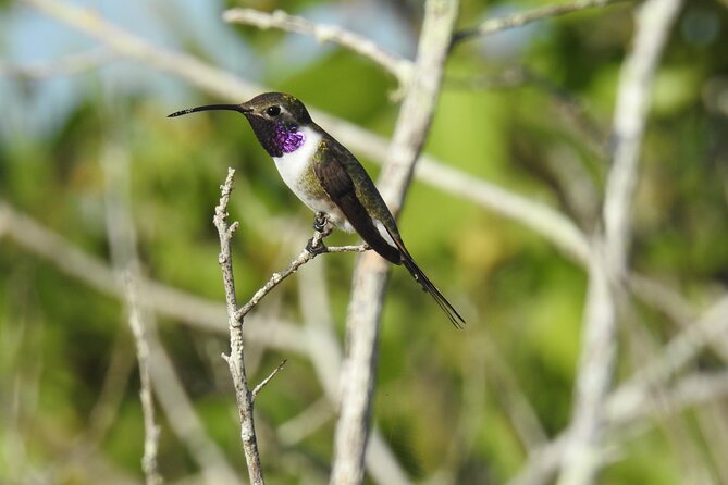 Half-Day Birdwatching Puerto Morelos - Starting before sunrise in Puerto Morelos