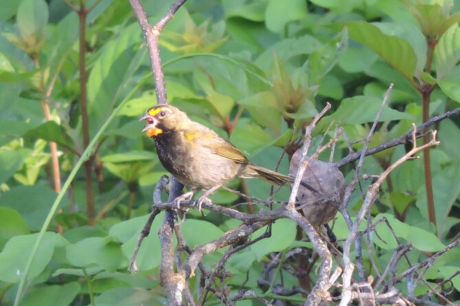 Half-Day Birdwatching Puerto Morelos - Why the small group changes the experience