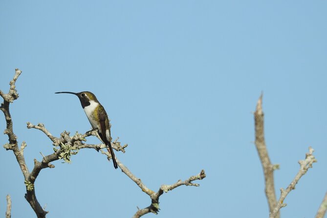 Half-Day Birdwatching Puerto Morelos - The guide’s role in finding difficult birds
