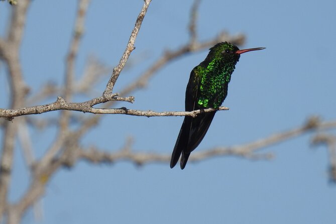 Half-Day Birdwatching Puerto Morelos - Is $135 a fair price?