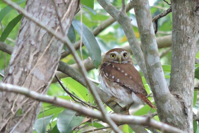 Half-Day Birdwatching Puerto Morelos - Fitness, weather, and what to wear