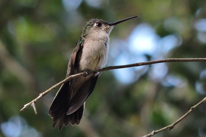 Half-Day Birdwatching Puerto Morelos - Cancellation and meeting-point details