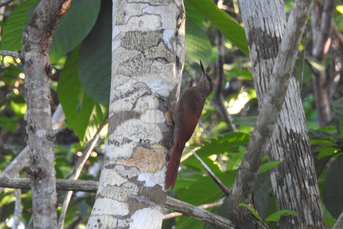 Half-Day Birdwatching Puerto Morelos - What you might see in six hours