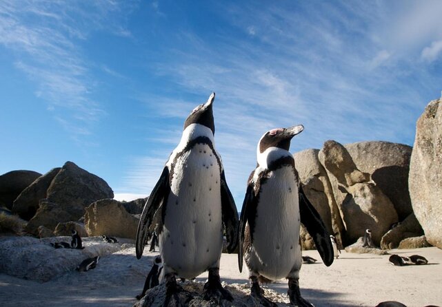 Half Day Boulders Penguins and Cape Point Small Group Tour - Key points to know before booking